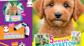 Funny Pets
